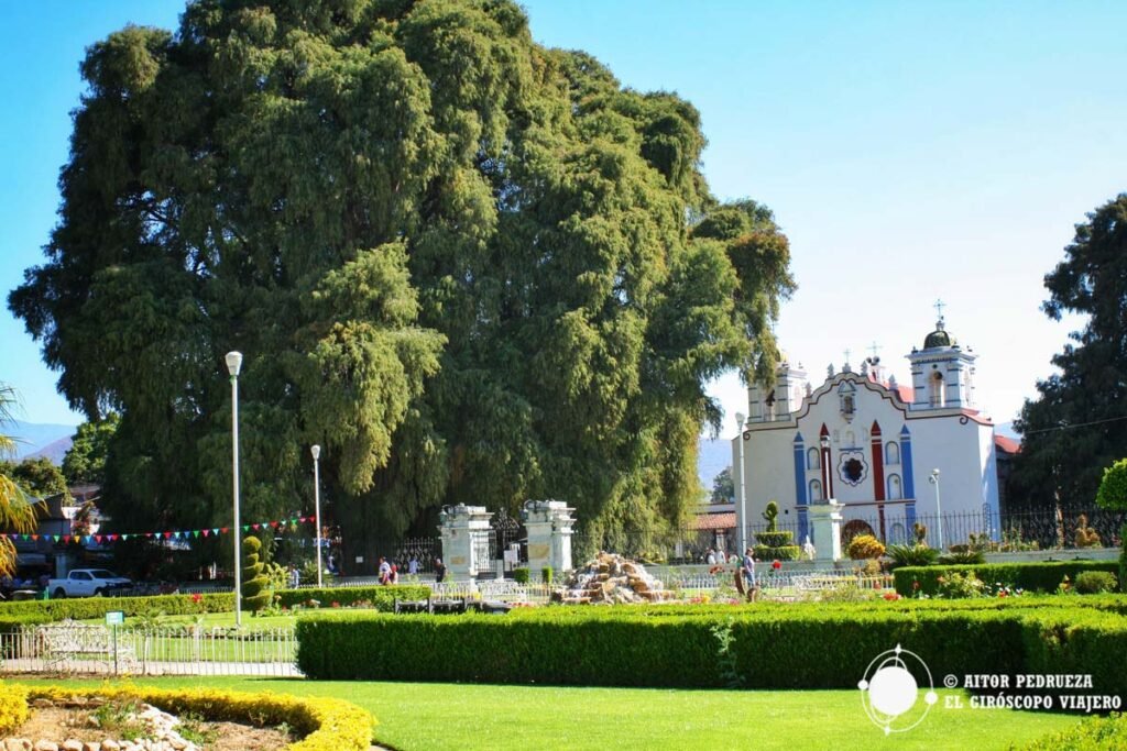 arbol tule oaxaca