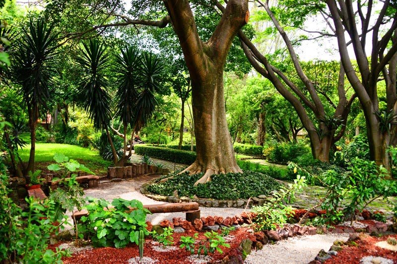 jardin etnobotanico museo medicina tradicional herbolaria mexico morelos 3